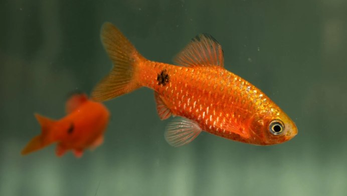 Барбус Шуберта Barbus semifasciolatus schuberti