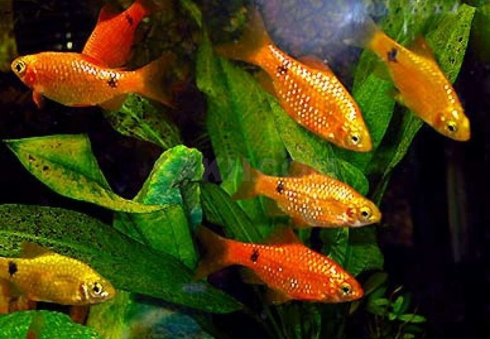 Барбус Огненный золотой вуалевый