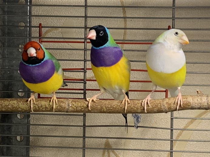 Спаривание амадинов