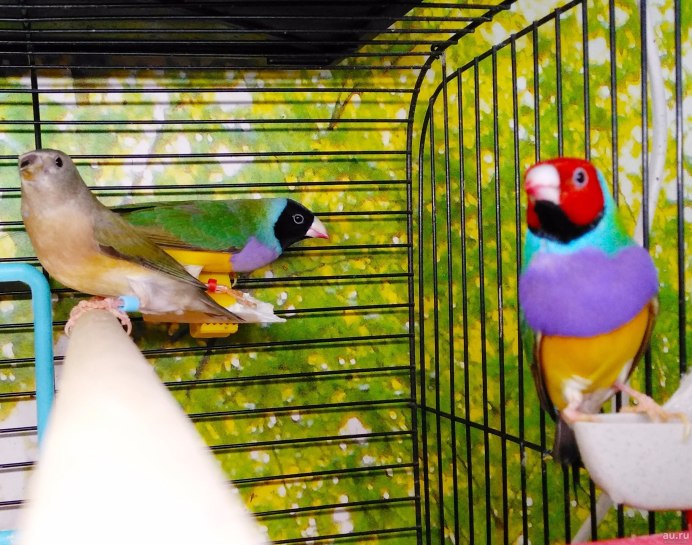 Гульдова амадина птенец