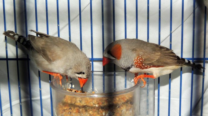 Попугай амадин птенцы