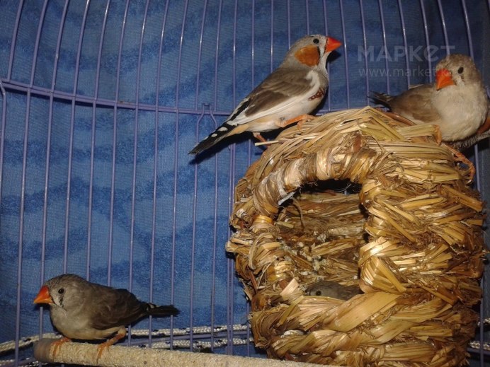 Китайские воробьи амадины