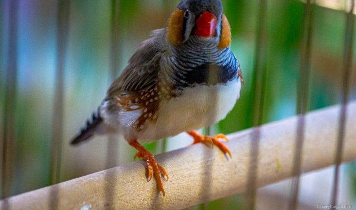 Певчие птицы амадины