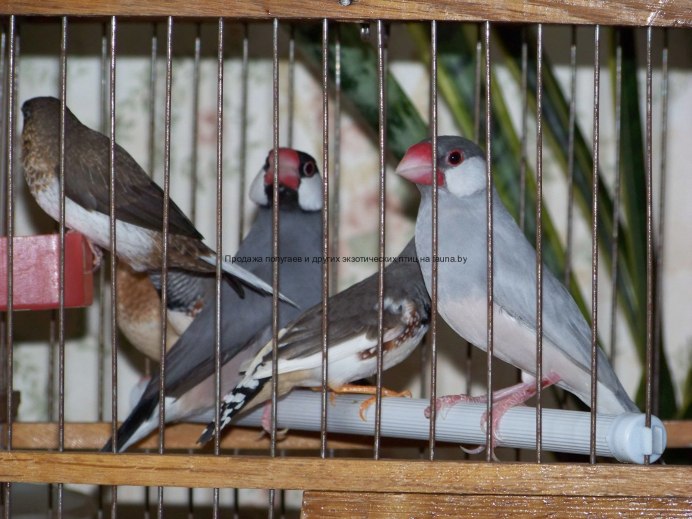 Японский Воробей амадин