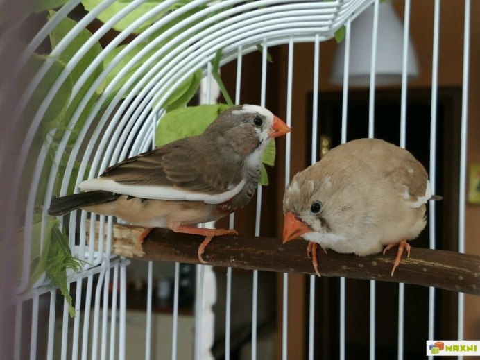 Зебровые амадины самец и Самара