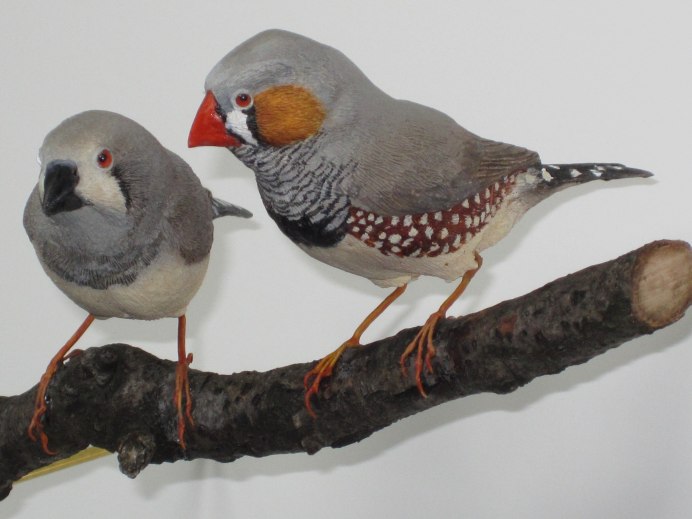 Зебровые амадины