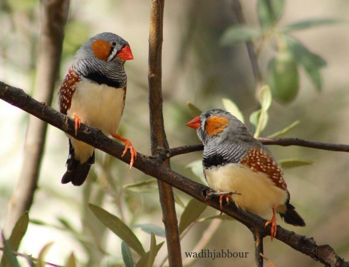 Попугаи зебровые амадины