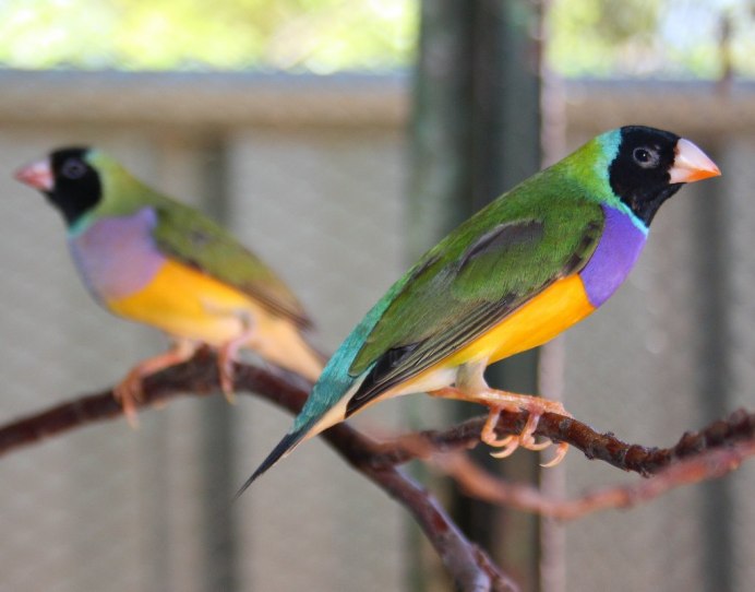 Амадина попугай