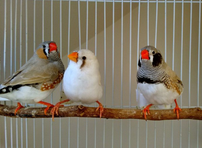 Зебровые амадины