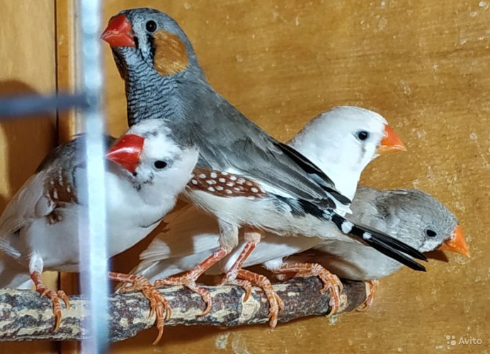 Попугайчики амадины