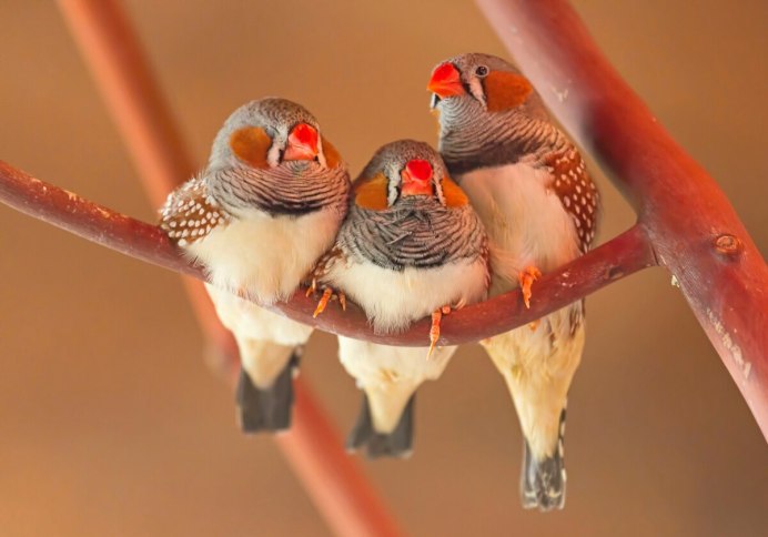 Амадины Гульда