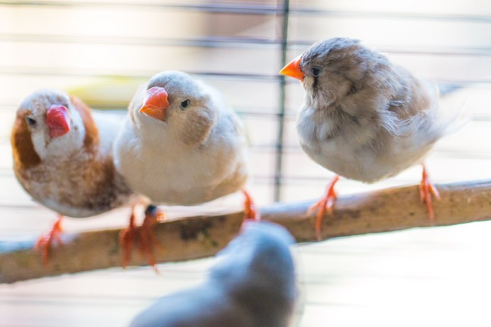 Попугай амадин