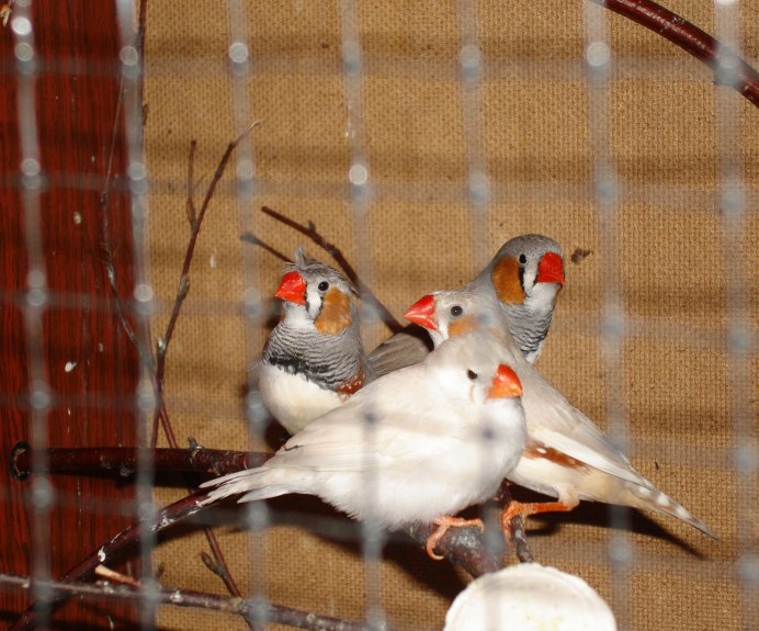 Масковая амадина