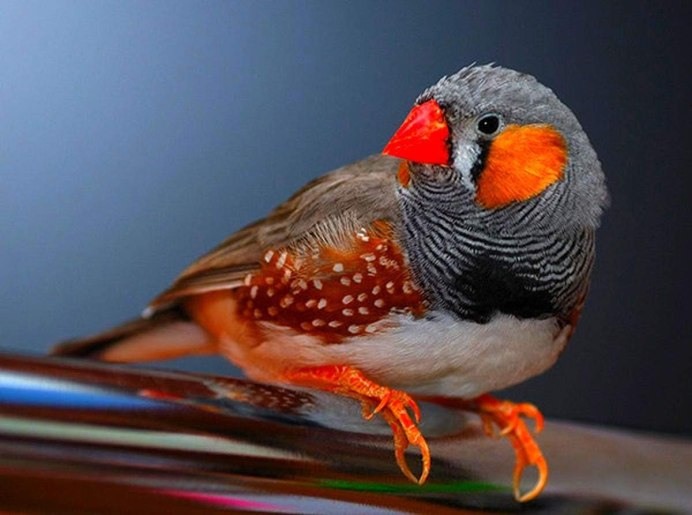 Птица зебровый амадин