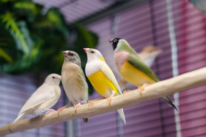 Зебровая амадина