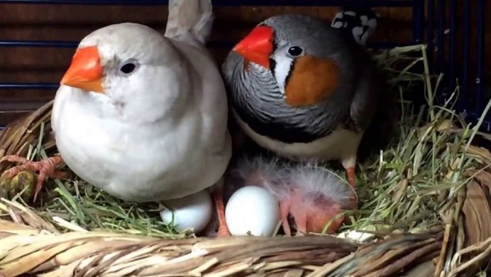 Птичка амадин