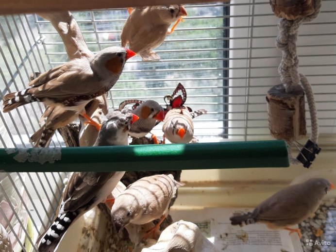 Амадины в клетке