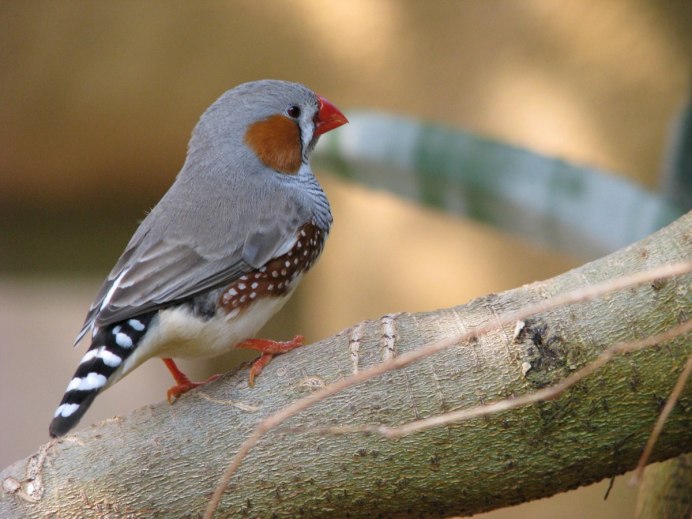 Маленькая амадина зебровая в клетке
