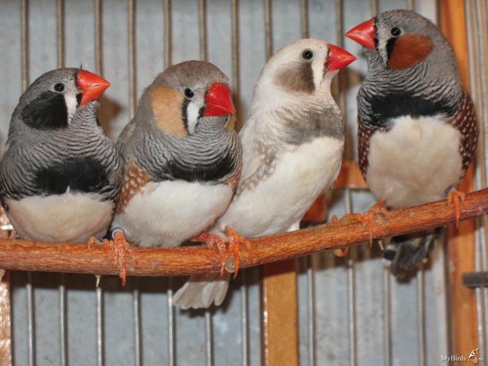 Птички с красным клювом амадины