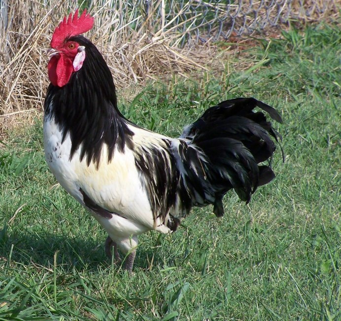 Голландский Хайсекс куры