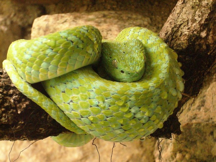 Xenopeltis Unicolor