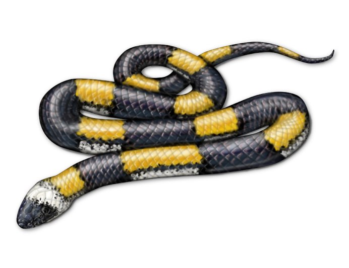 Hydrophis spiralis