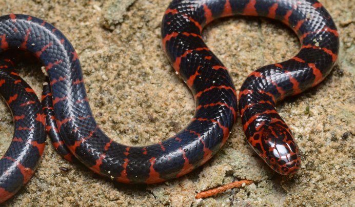 Trimeresurus popeiorum