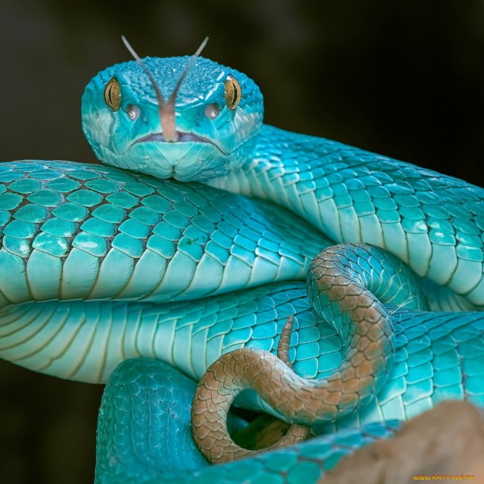 Giant Snakes игра
