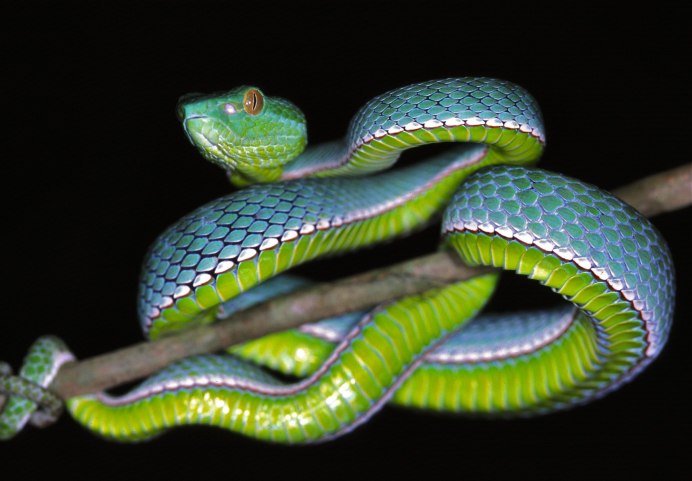 Bothriechis bicolor