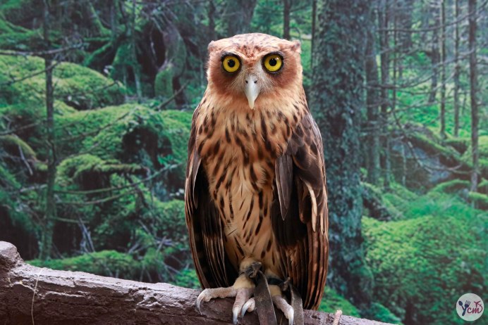 Bubo philippensis