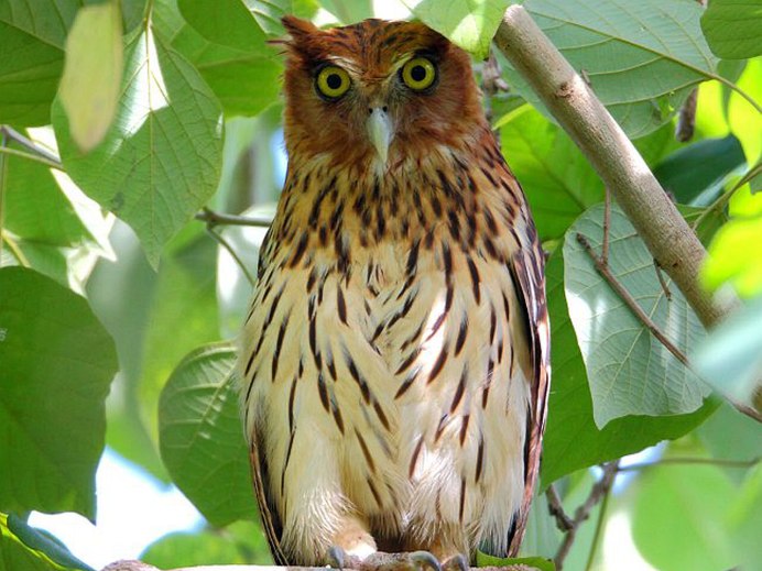 Bubo philippensis
