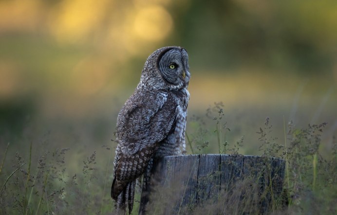 Коромандельский Филин