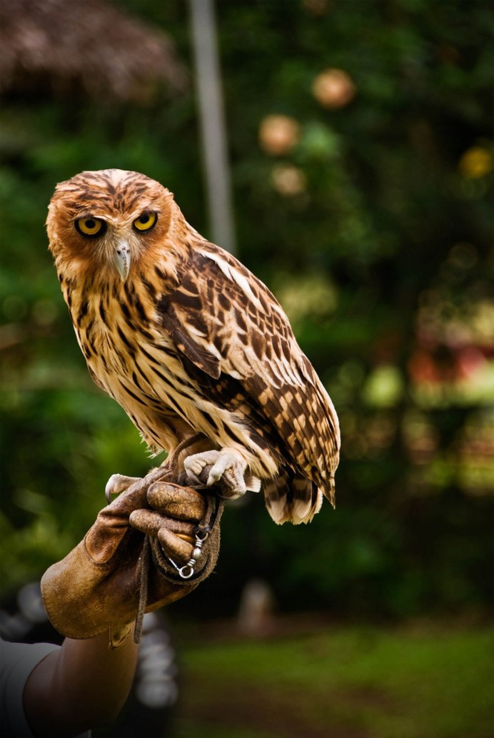 Strix ocellata