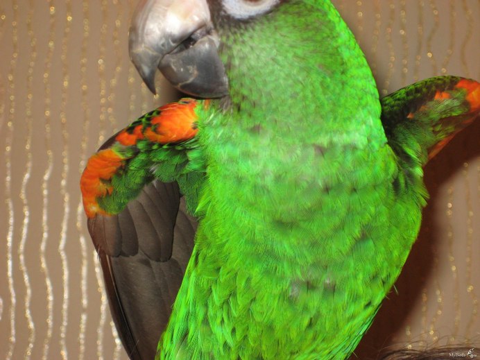 Конголезский попугай ручной
