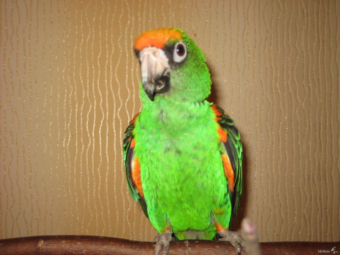 Сенегальский Амазон