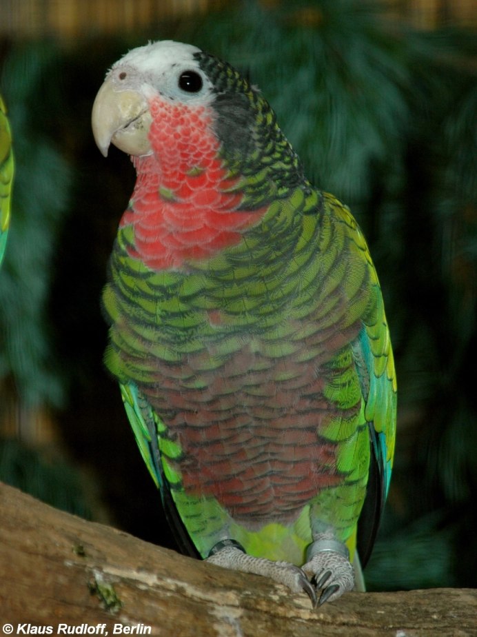 Белолобый кубинский Амазон