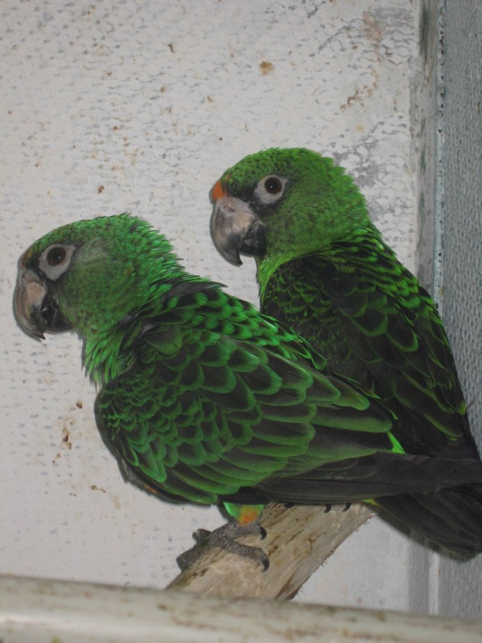 Каролинский попугай красная книга