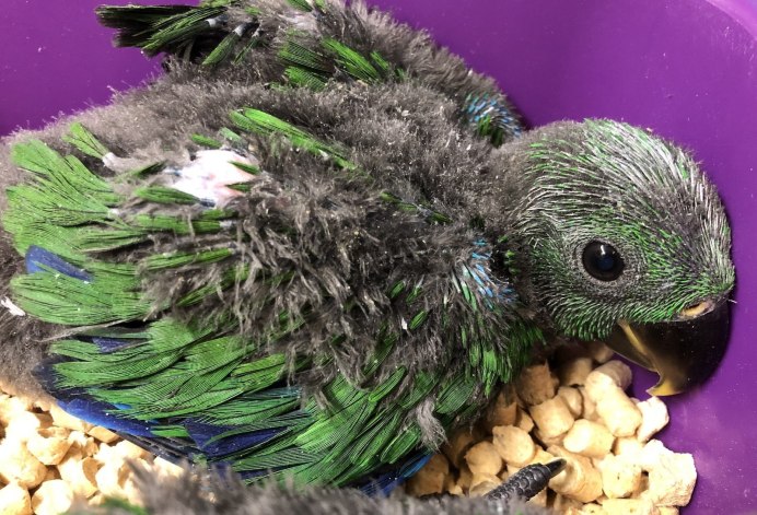 Капский попугай