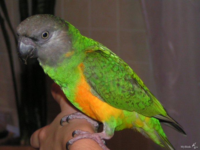 Конголезские звезды что это