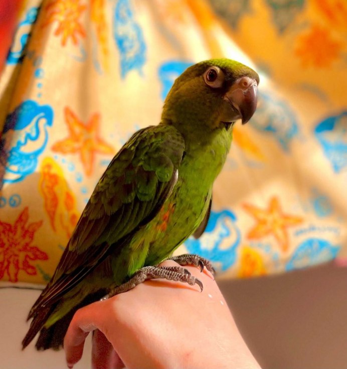 Попугай конголезец