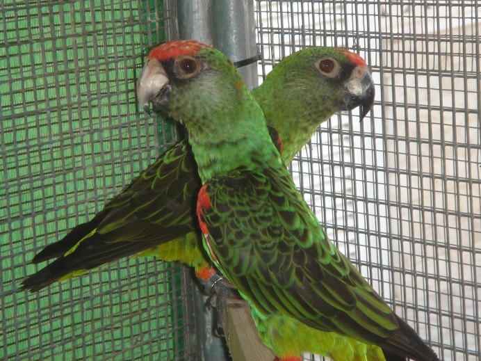 Конголезский длиннокрылый попугай