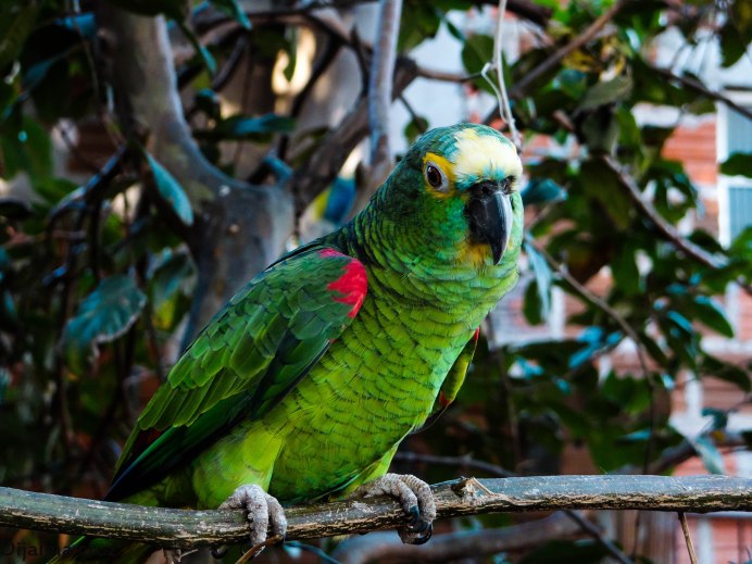 Конголезский длиннокрылый попугай