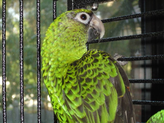 Красноголовая аратинга