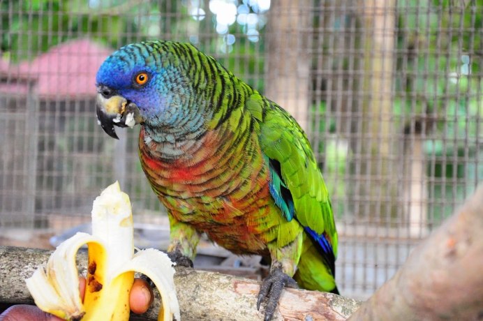 Серый попугай Конго