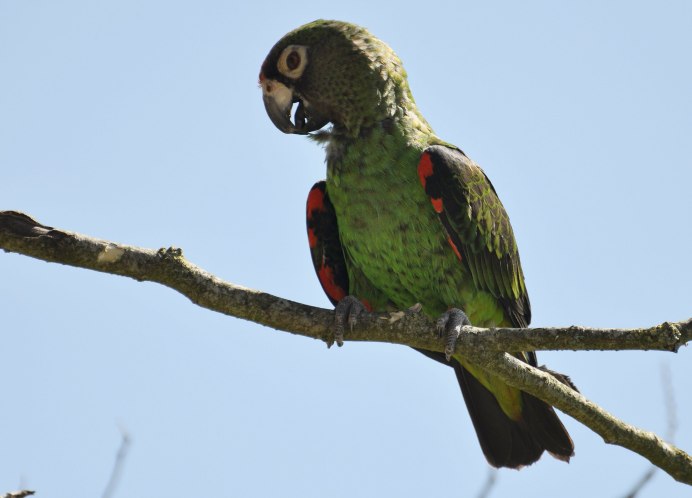 Пиррура отзывы о попугае форум