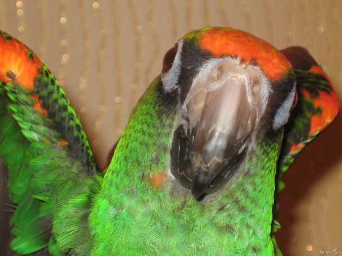 Разведение конголезских попугаев дома