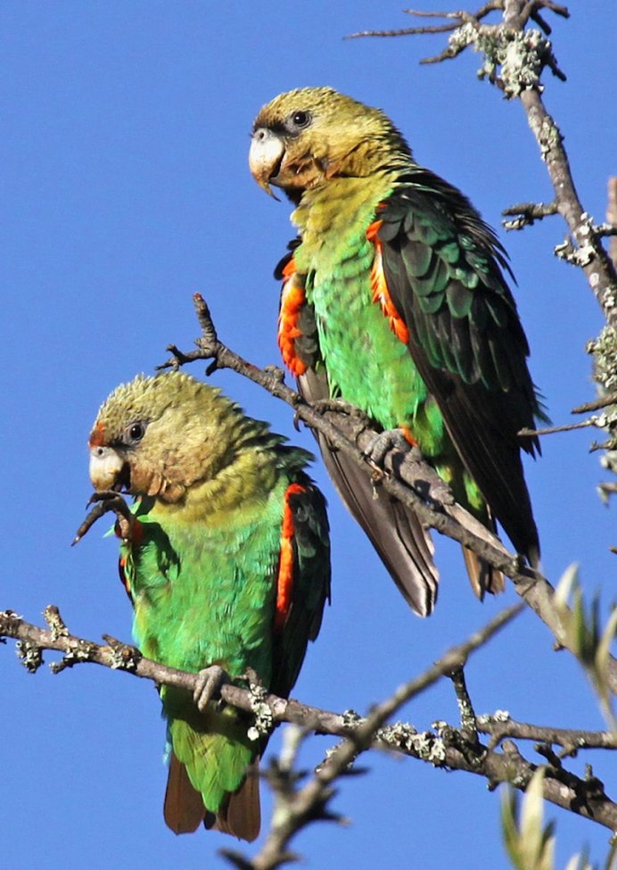 Возбужденный попугай