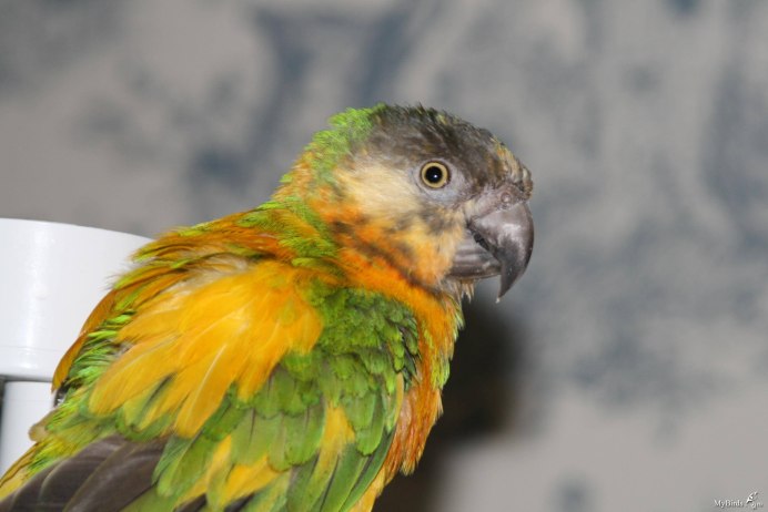 Конголезский попугай купить в Москве цена