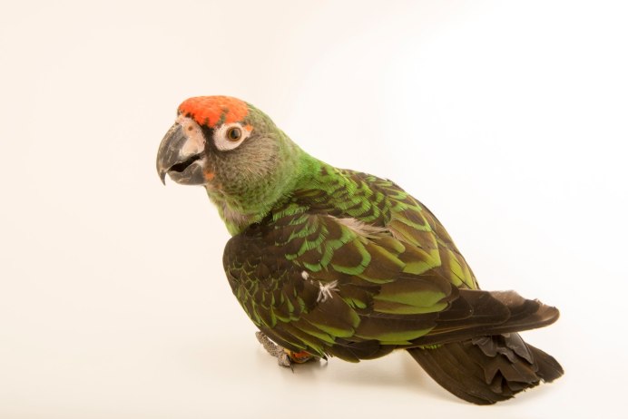 Конголезский длиннокрылый попугай