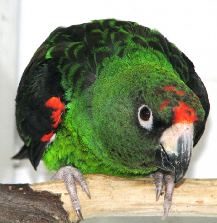 Длиннокрылые попугаи